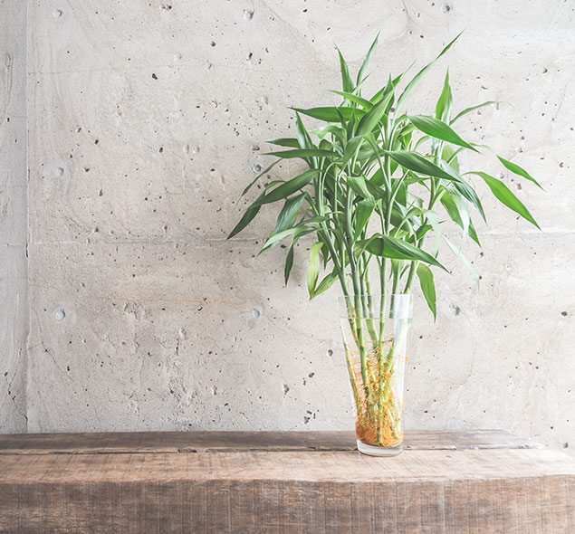 PLANTAS QUE MELHORAM A QUALIDADE DO AR