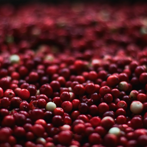 Cranberry: conheça os benefícios dessa fruta vermelha para a sua saúde